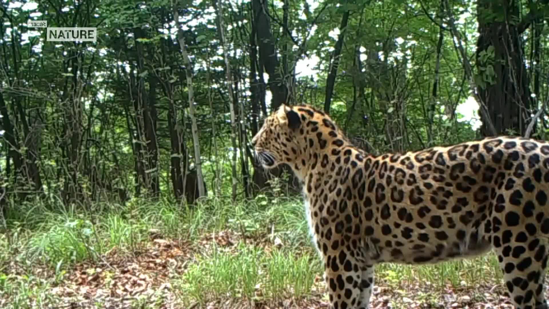 ViasatNature