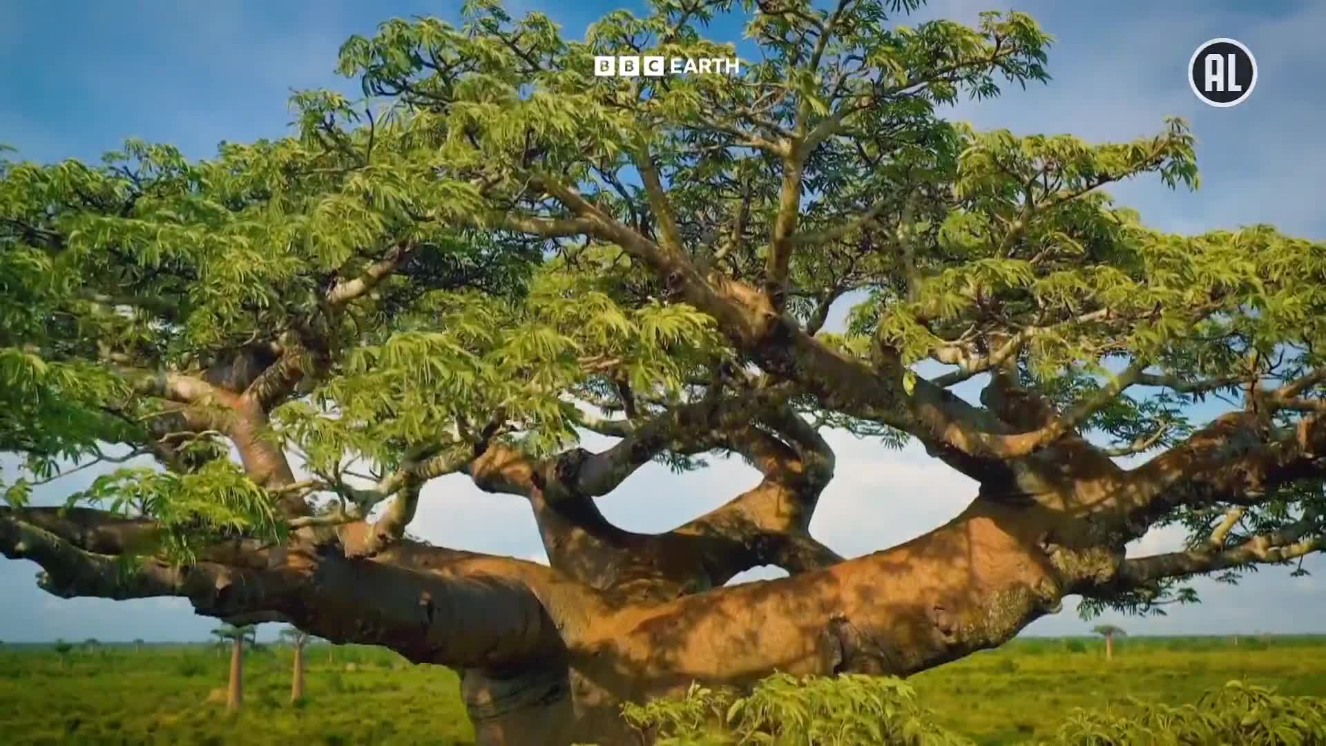 BBCEarth