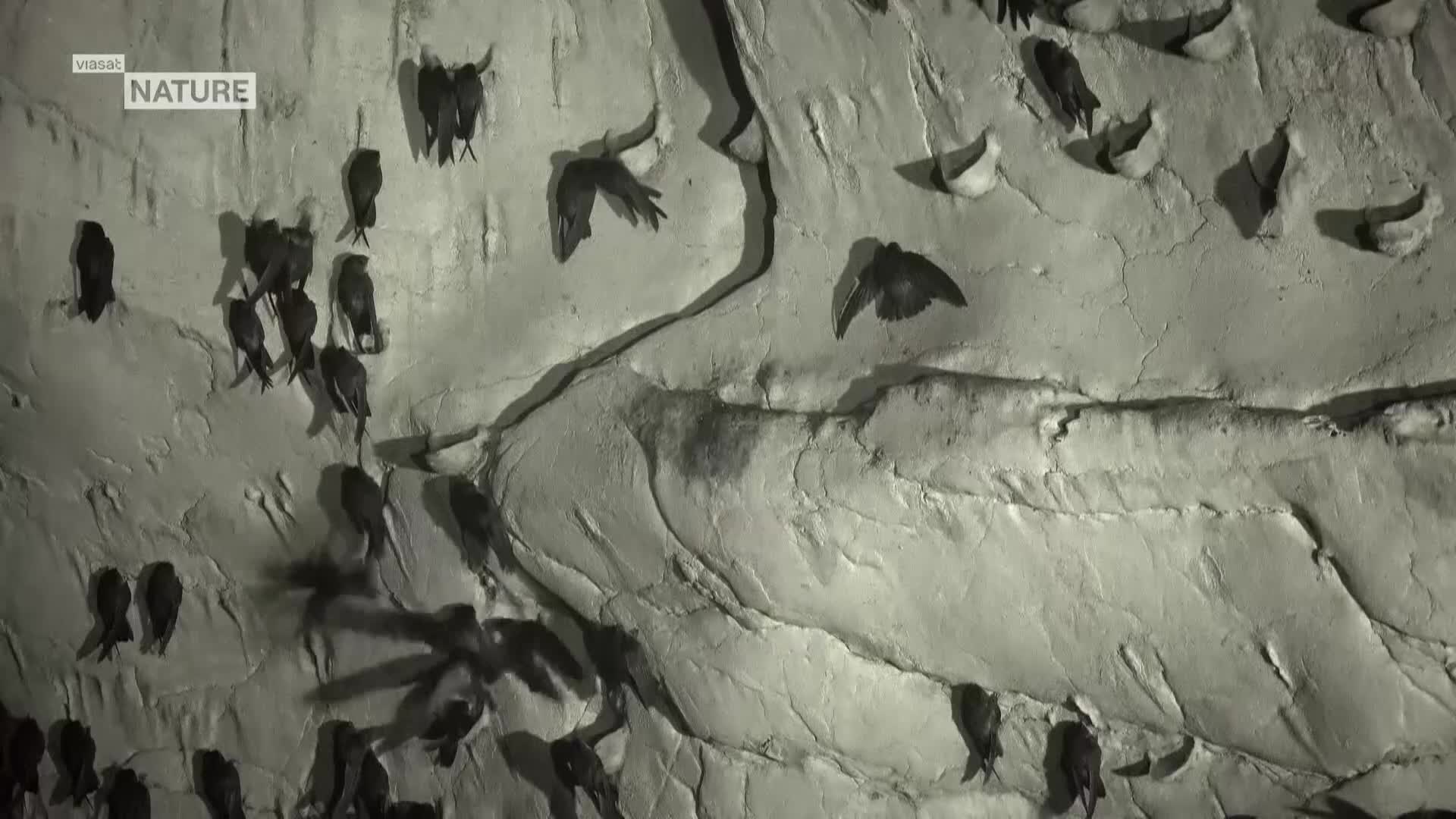 ViasatNature