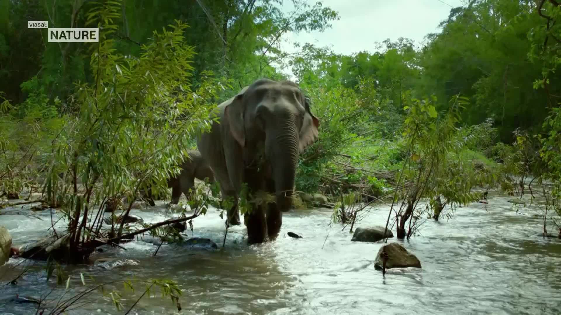 ViasatNature