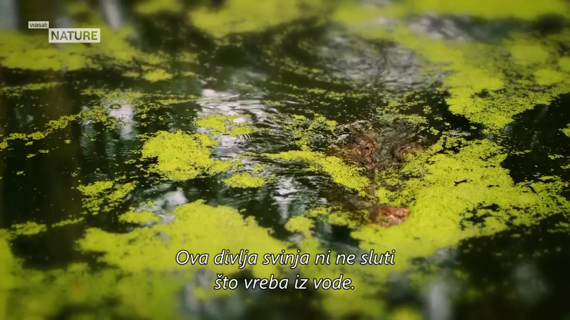 ViasatNature
