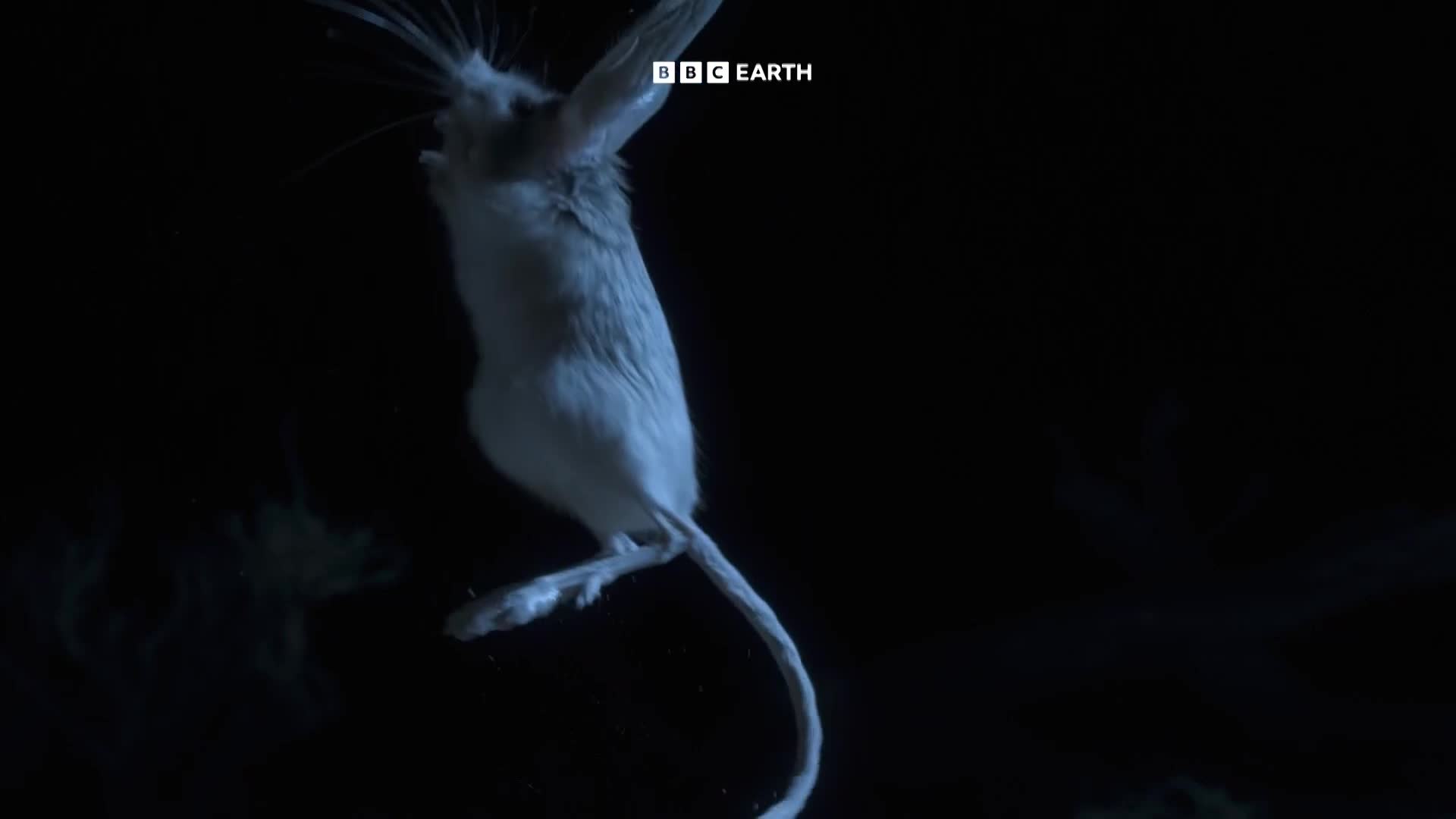 BBCEarth