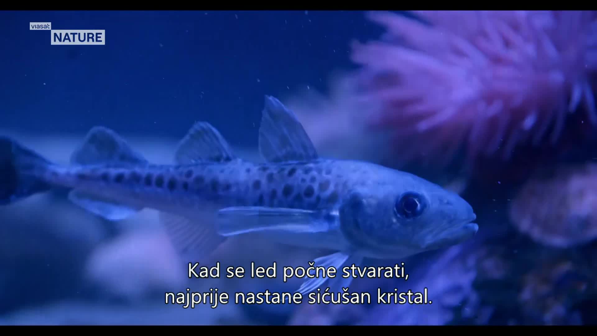 ViasatNature