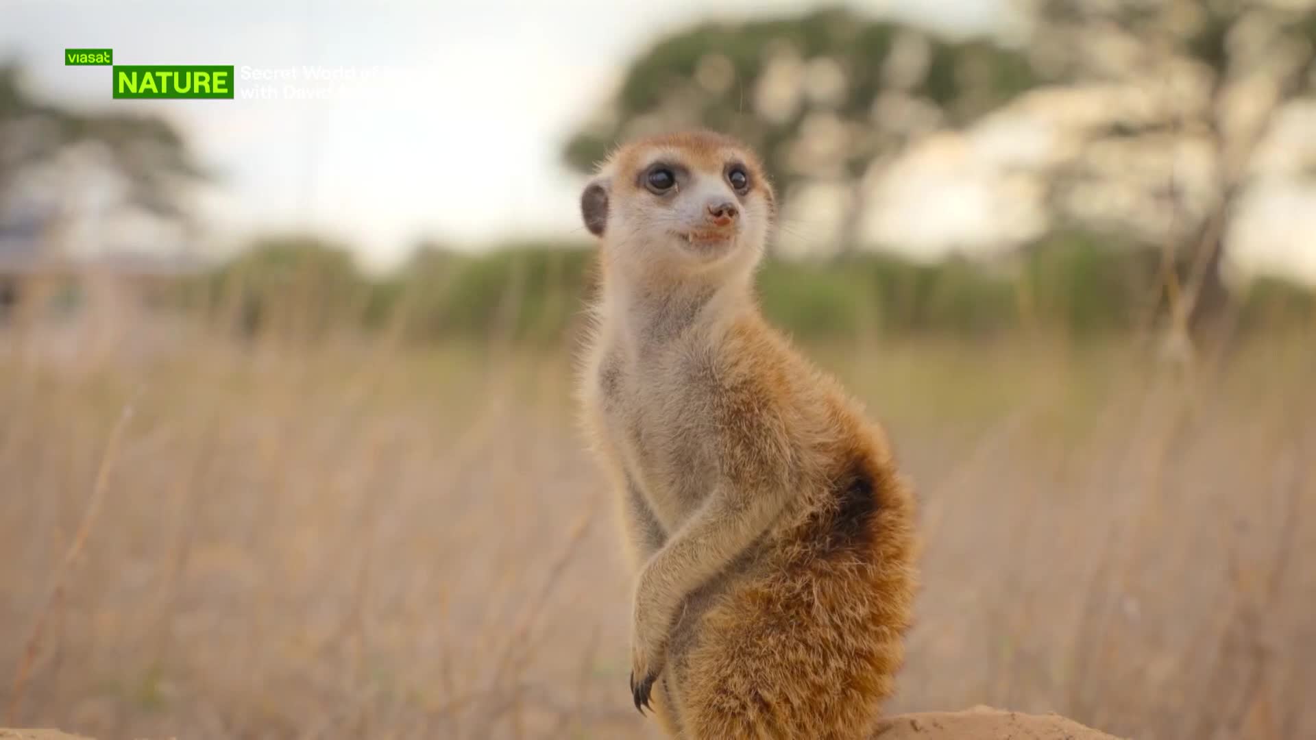 ViasatNature