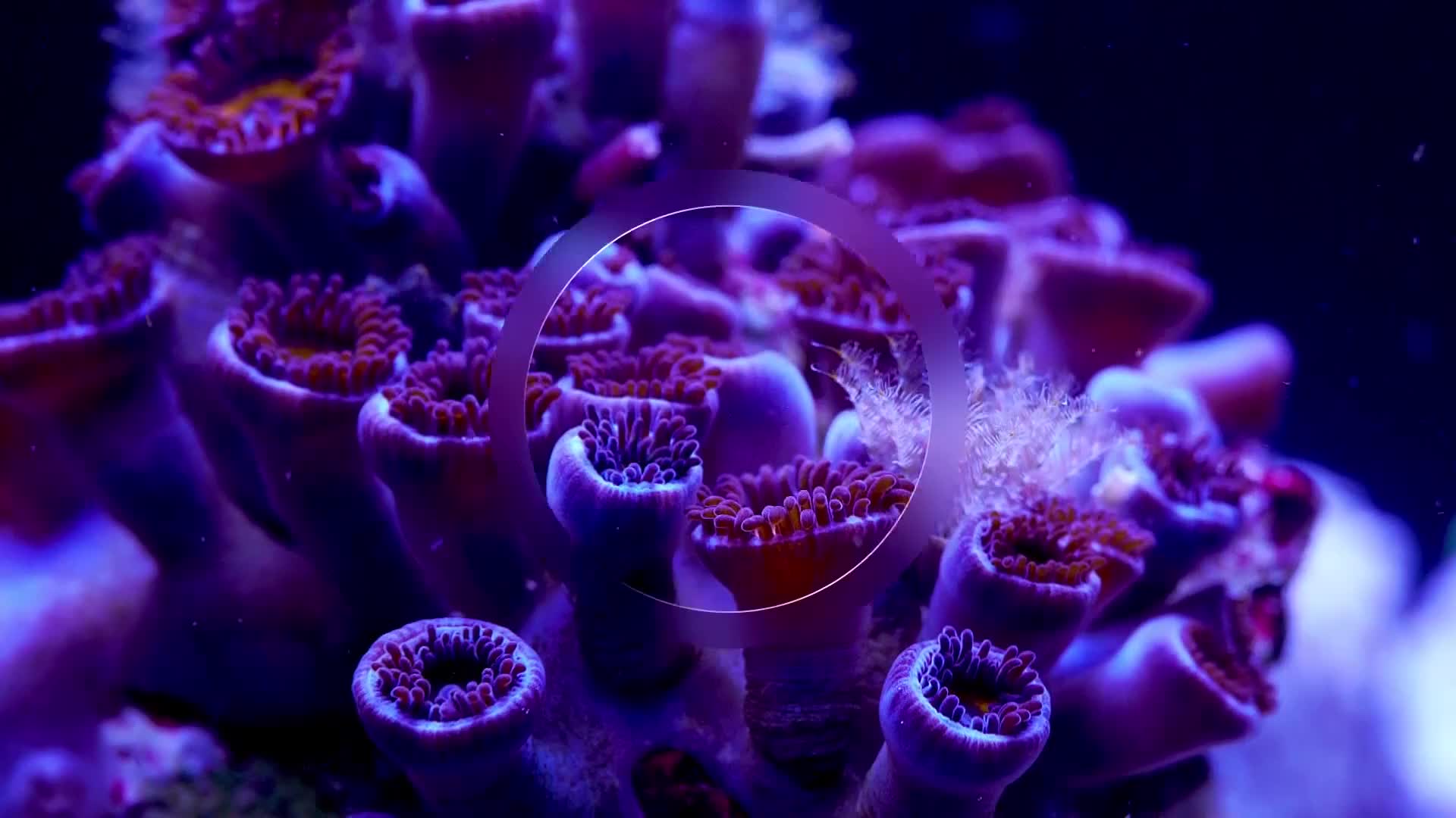 BBCEarth