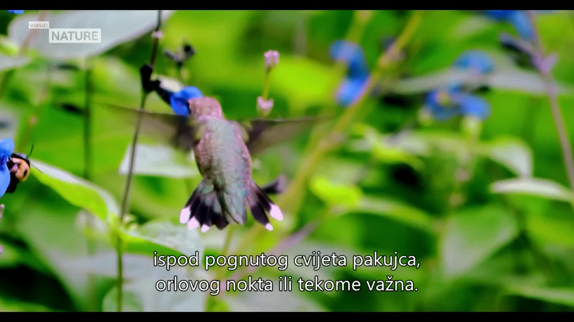 ViasatNature
