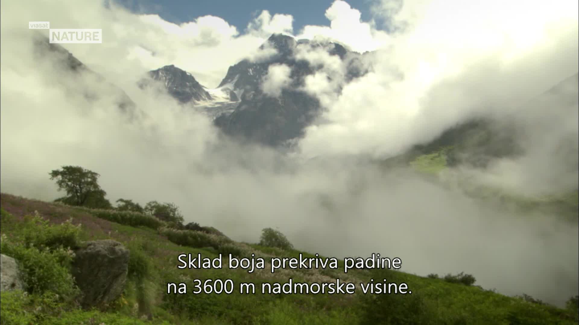 ViasatNature