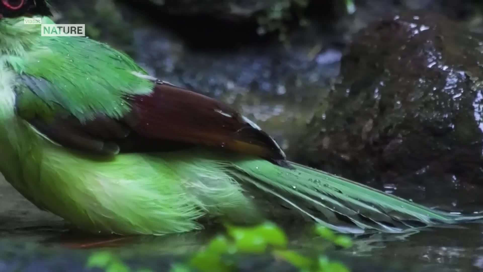 ViasatNature