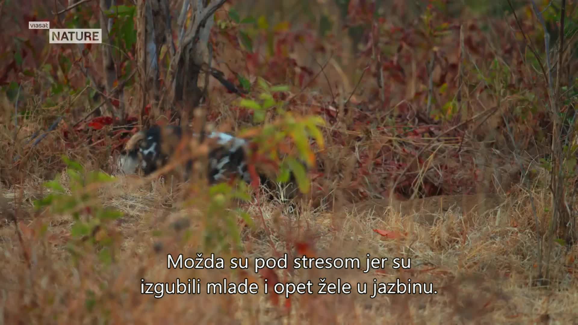 ViasatNature