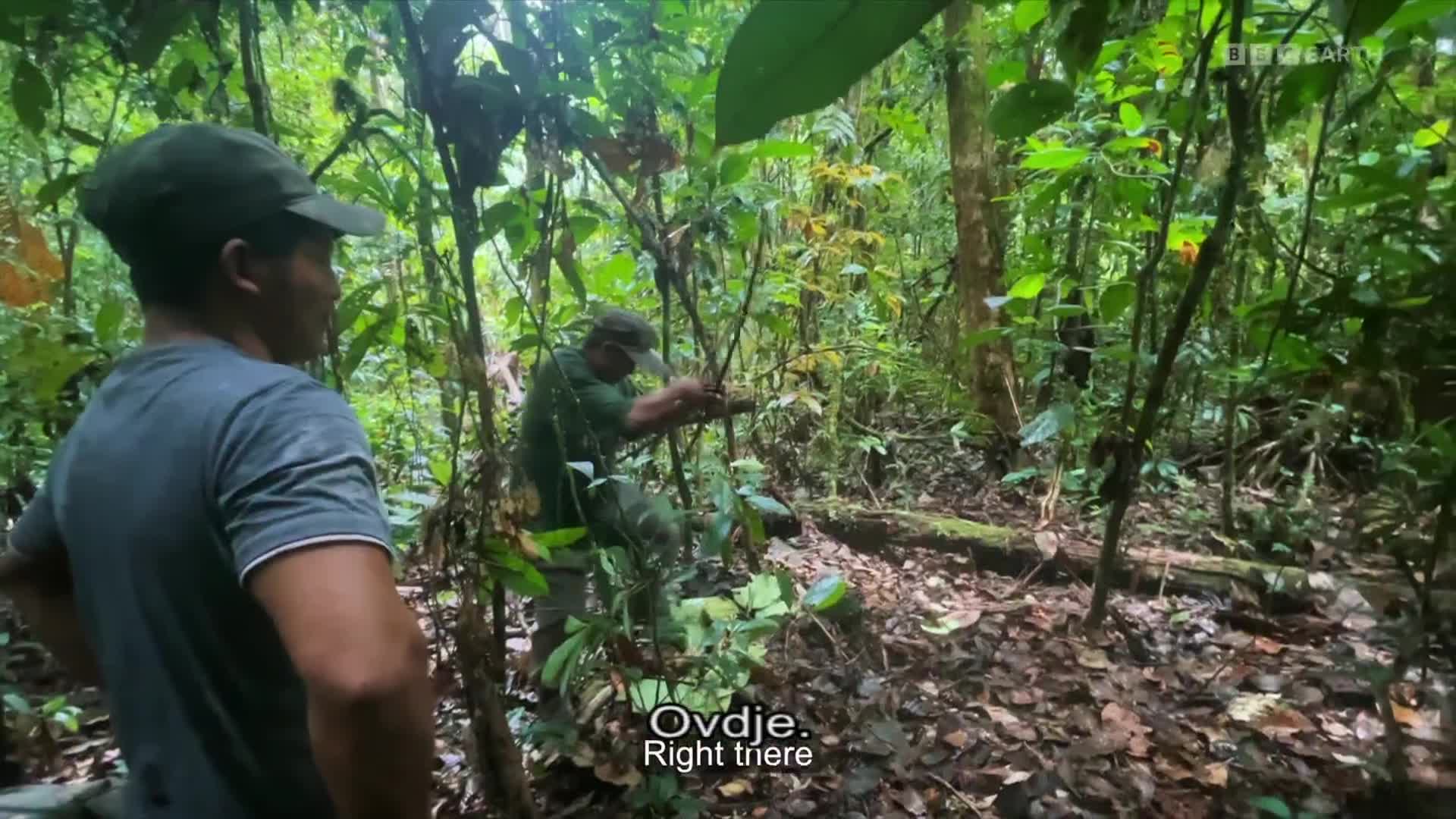 BBCEarth