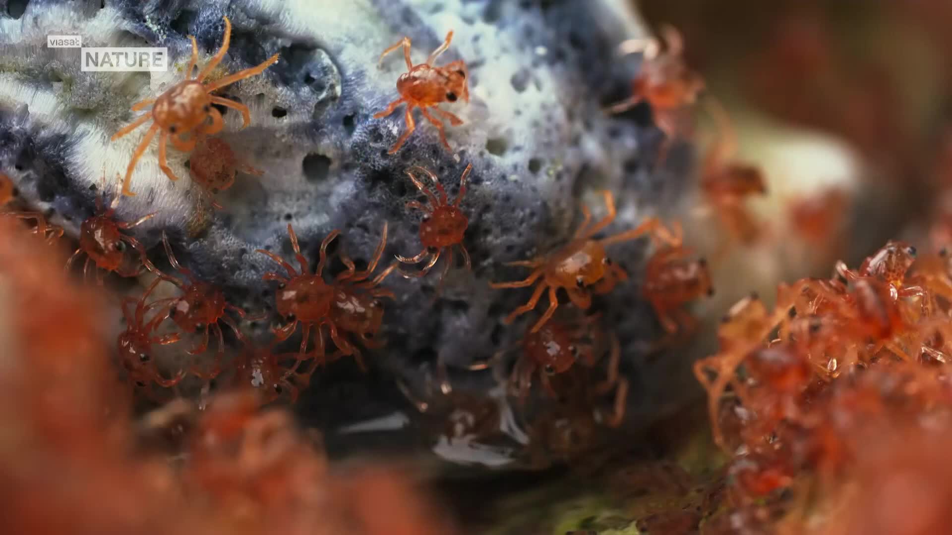 ViasatNature