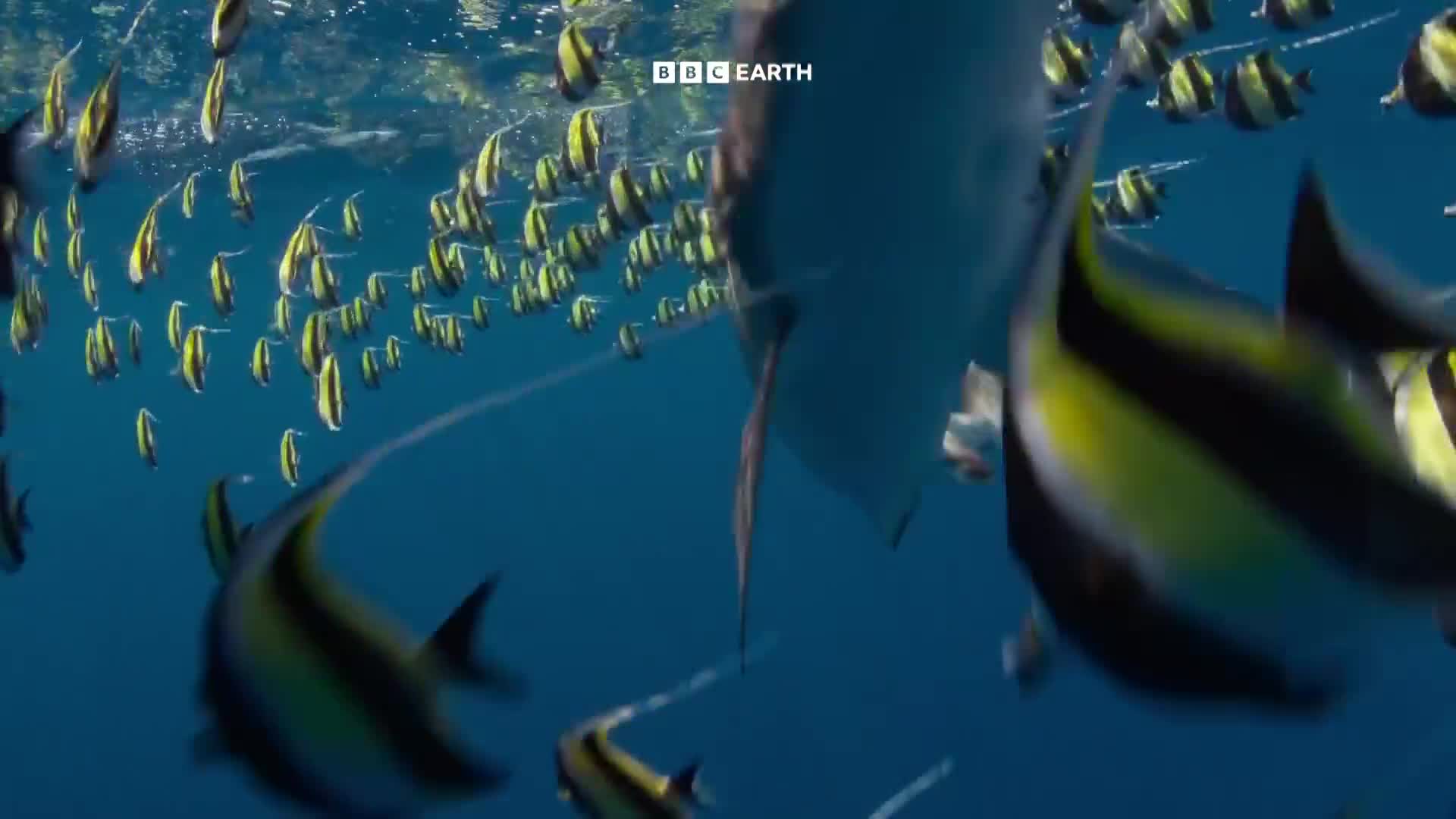 BBCEarth