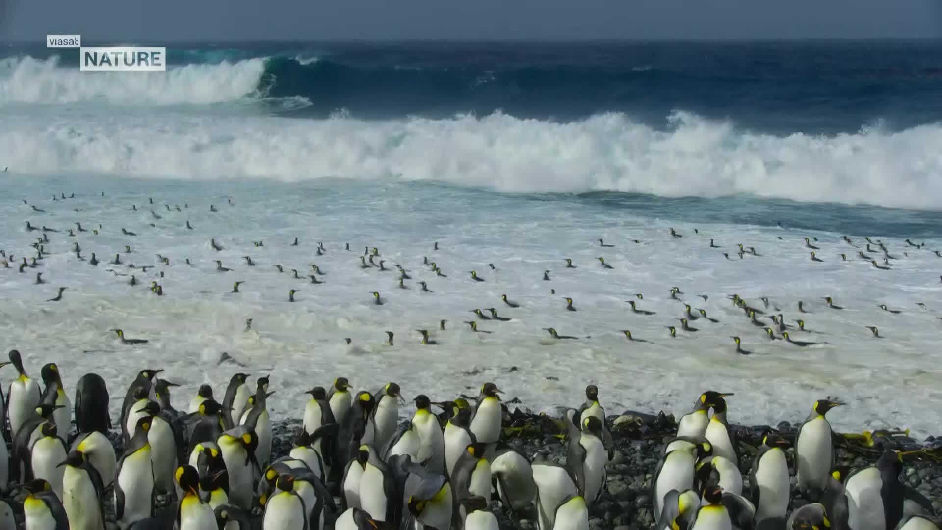 ViasatNature