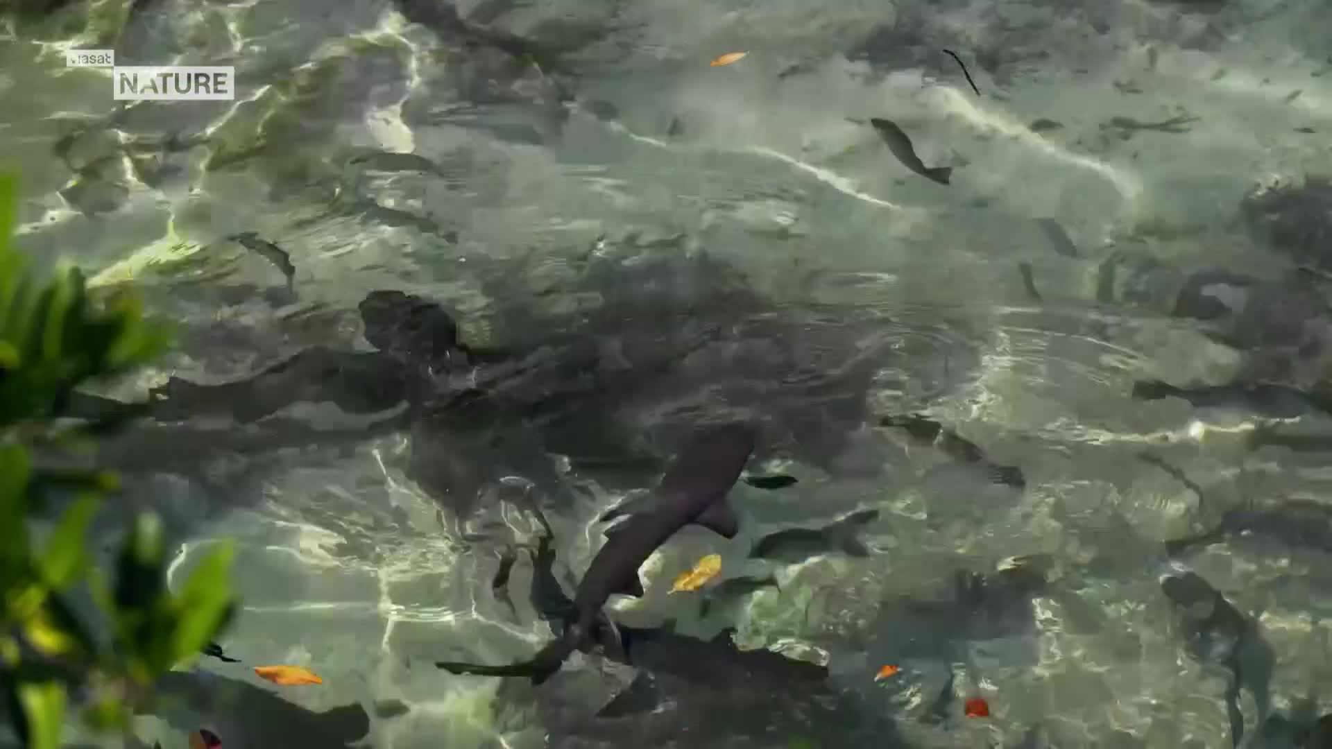 ViasatNature
