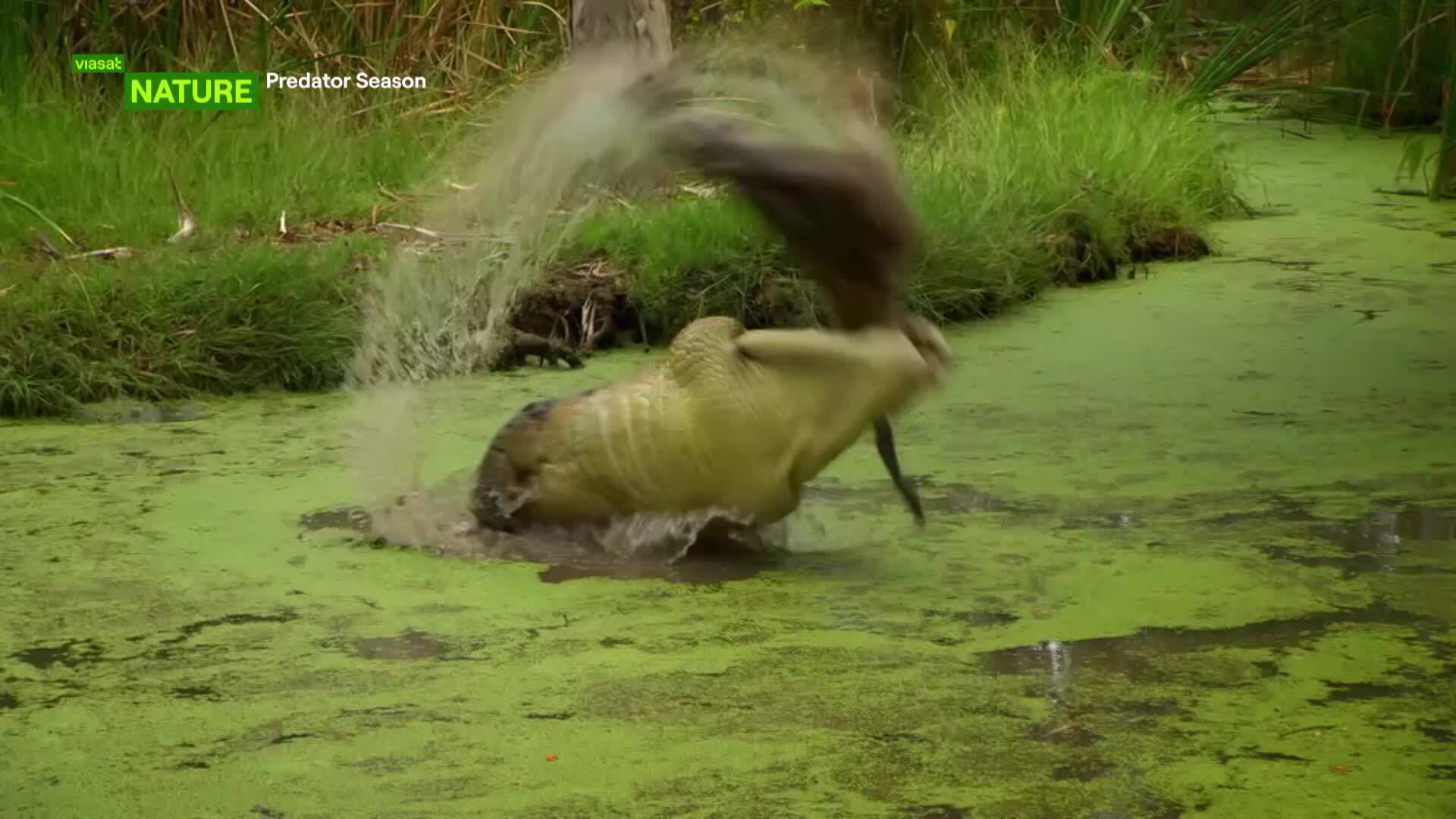 ViasatNature