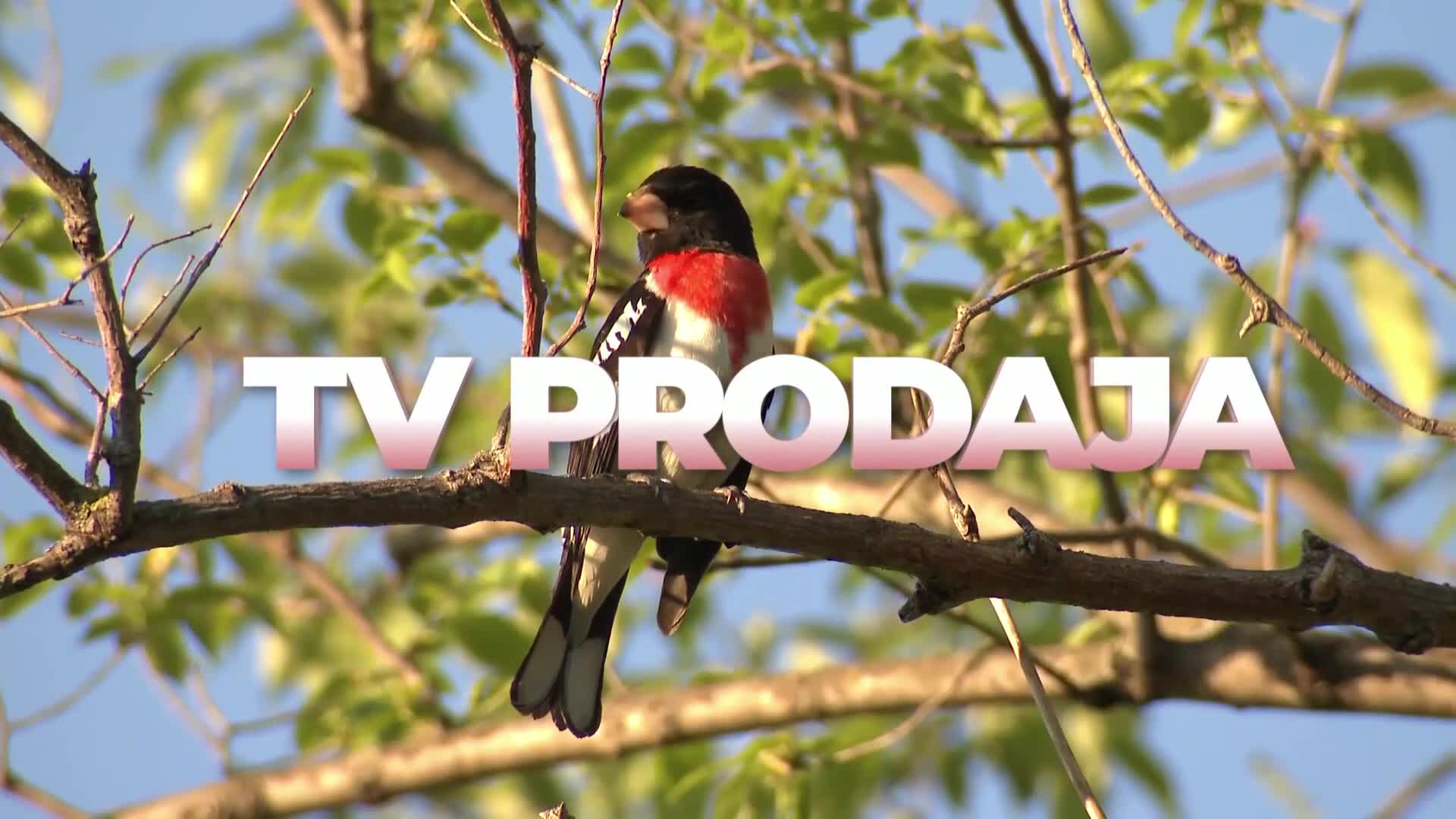 HappyTV