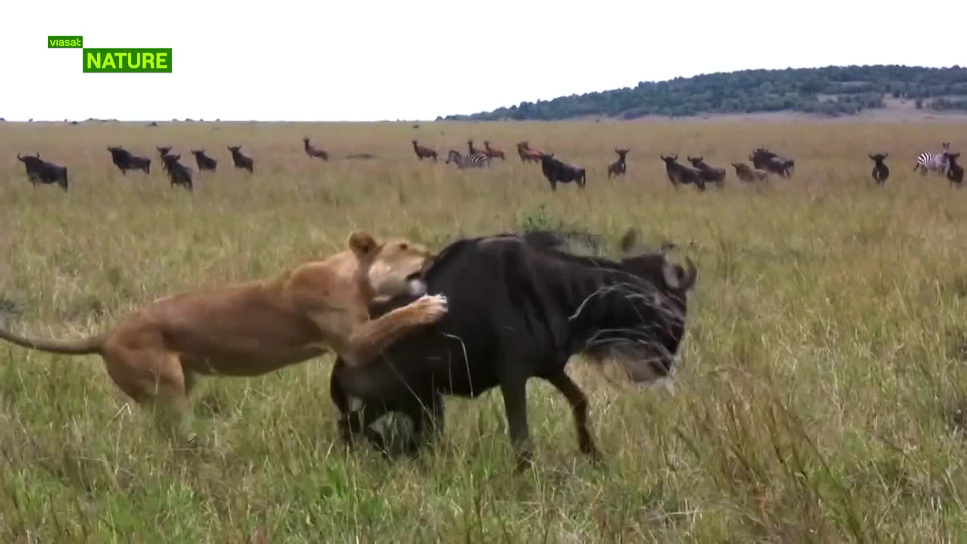ViasatNature
