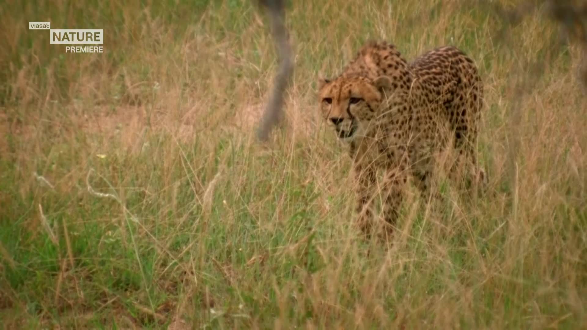 ViasatNature