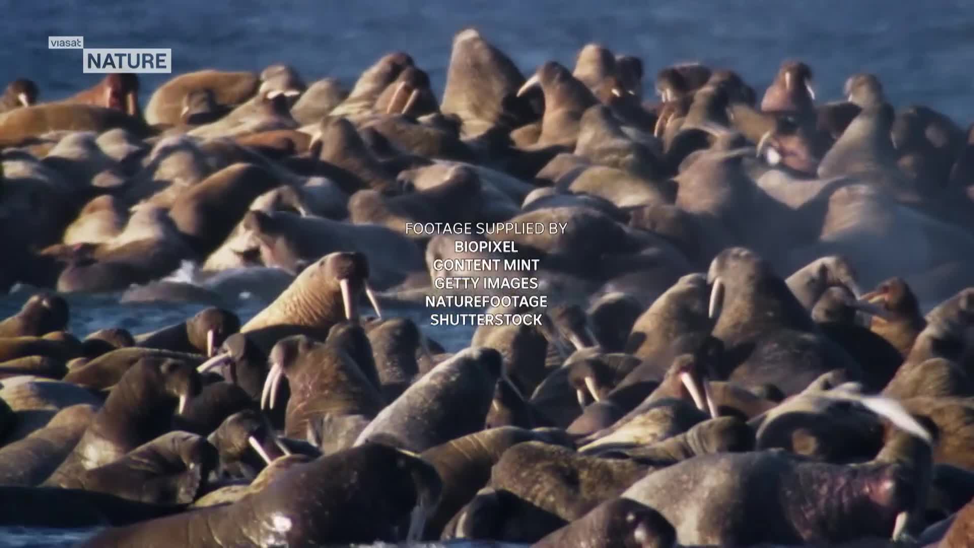 ViasatNature