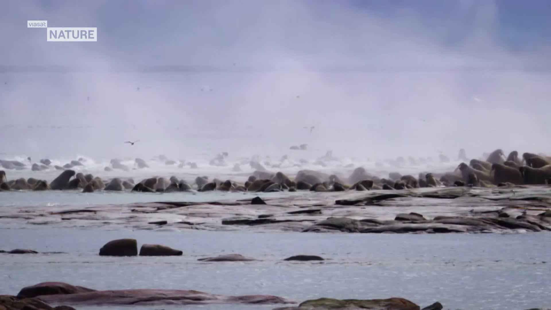 ViasatNature