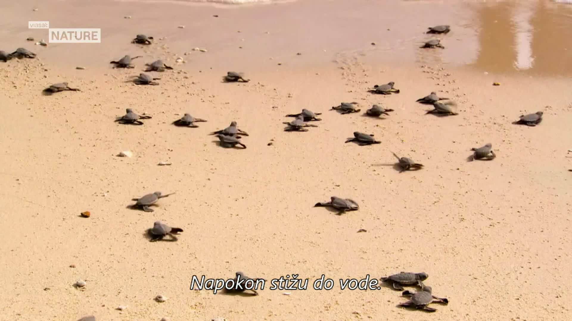 ViasatNature