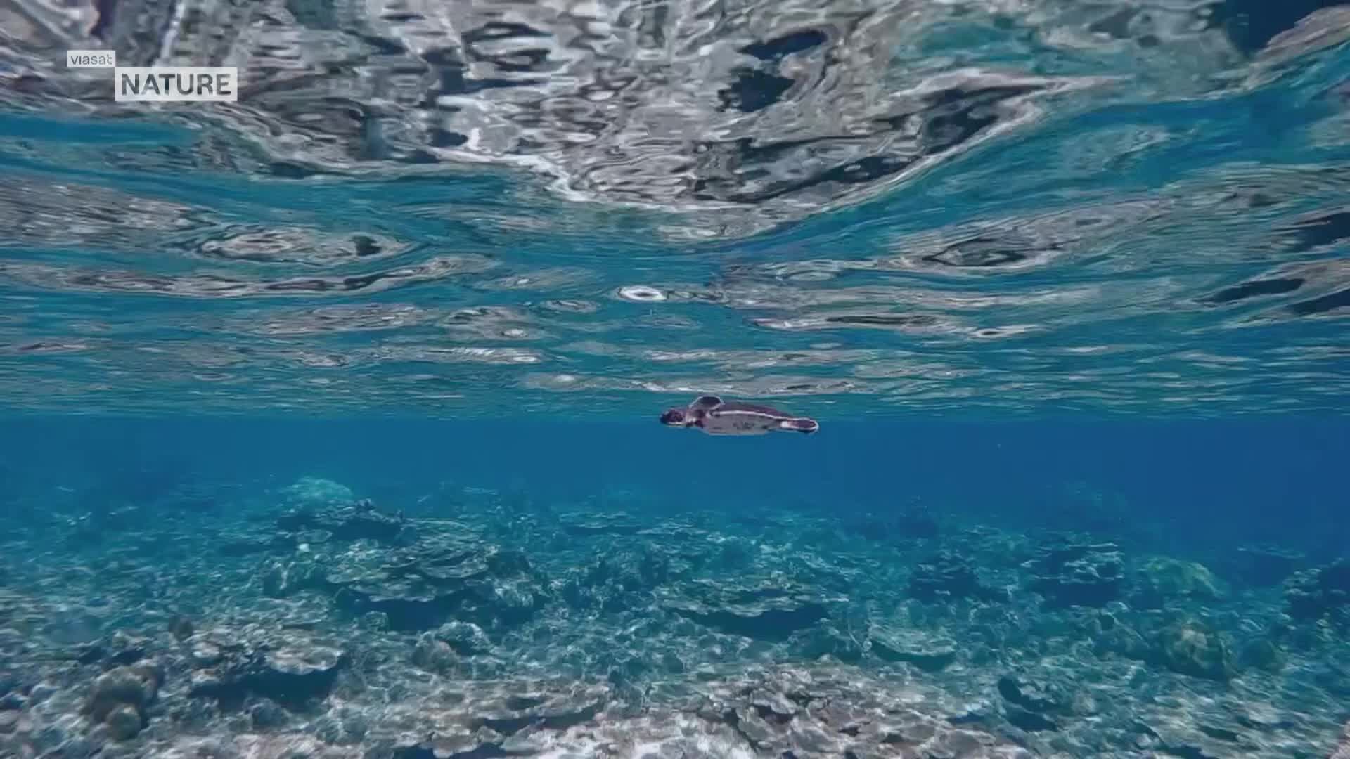 ViasatNature