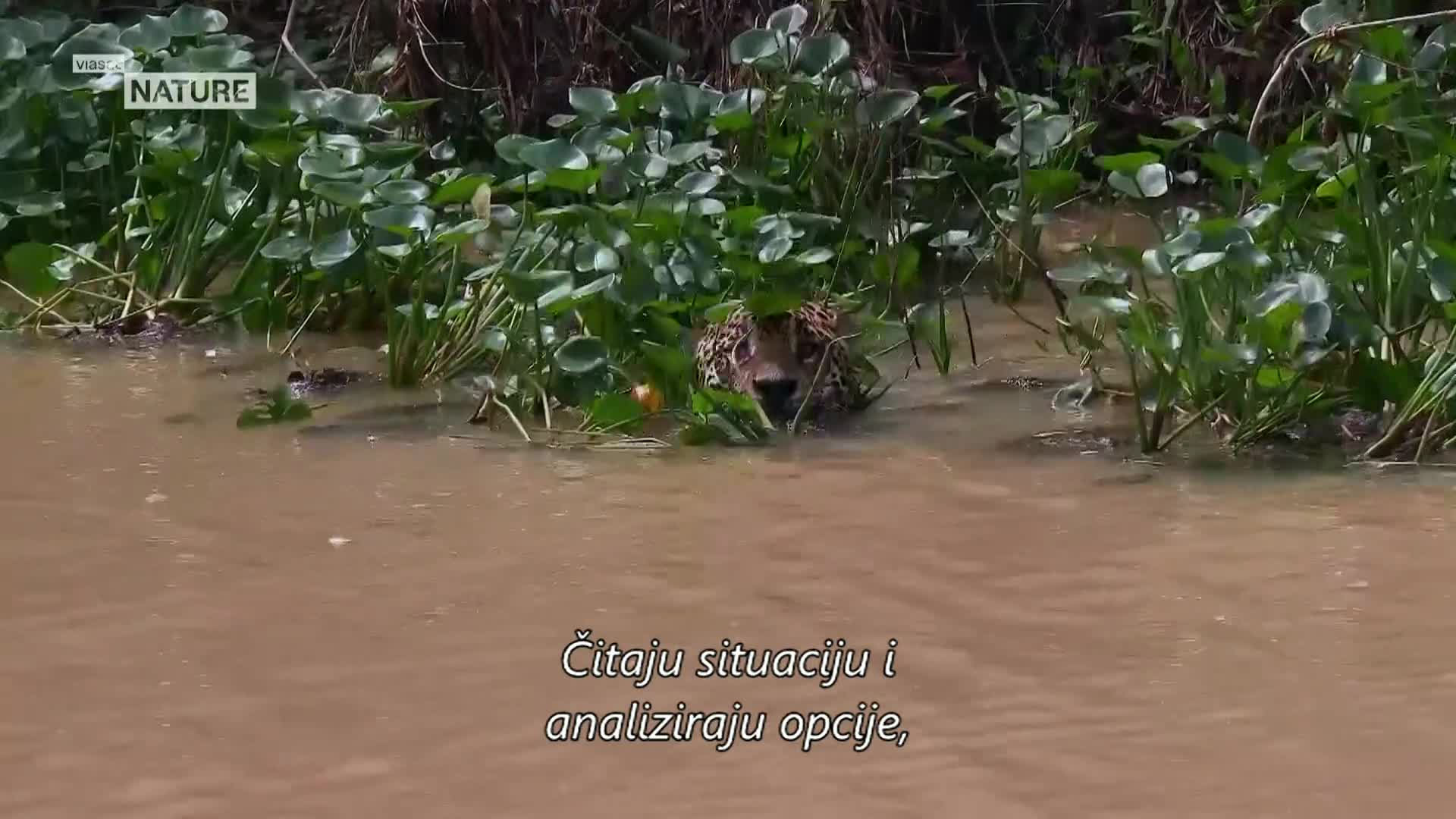 ViasatNature