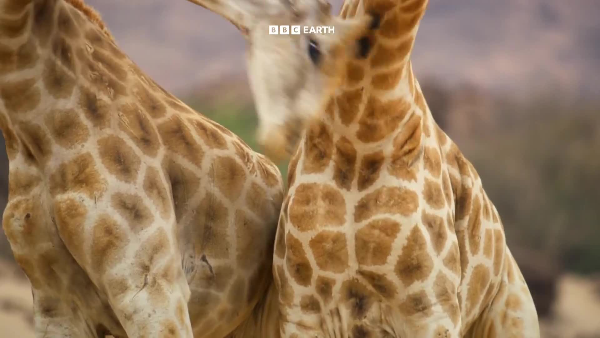 BBCEarth