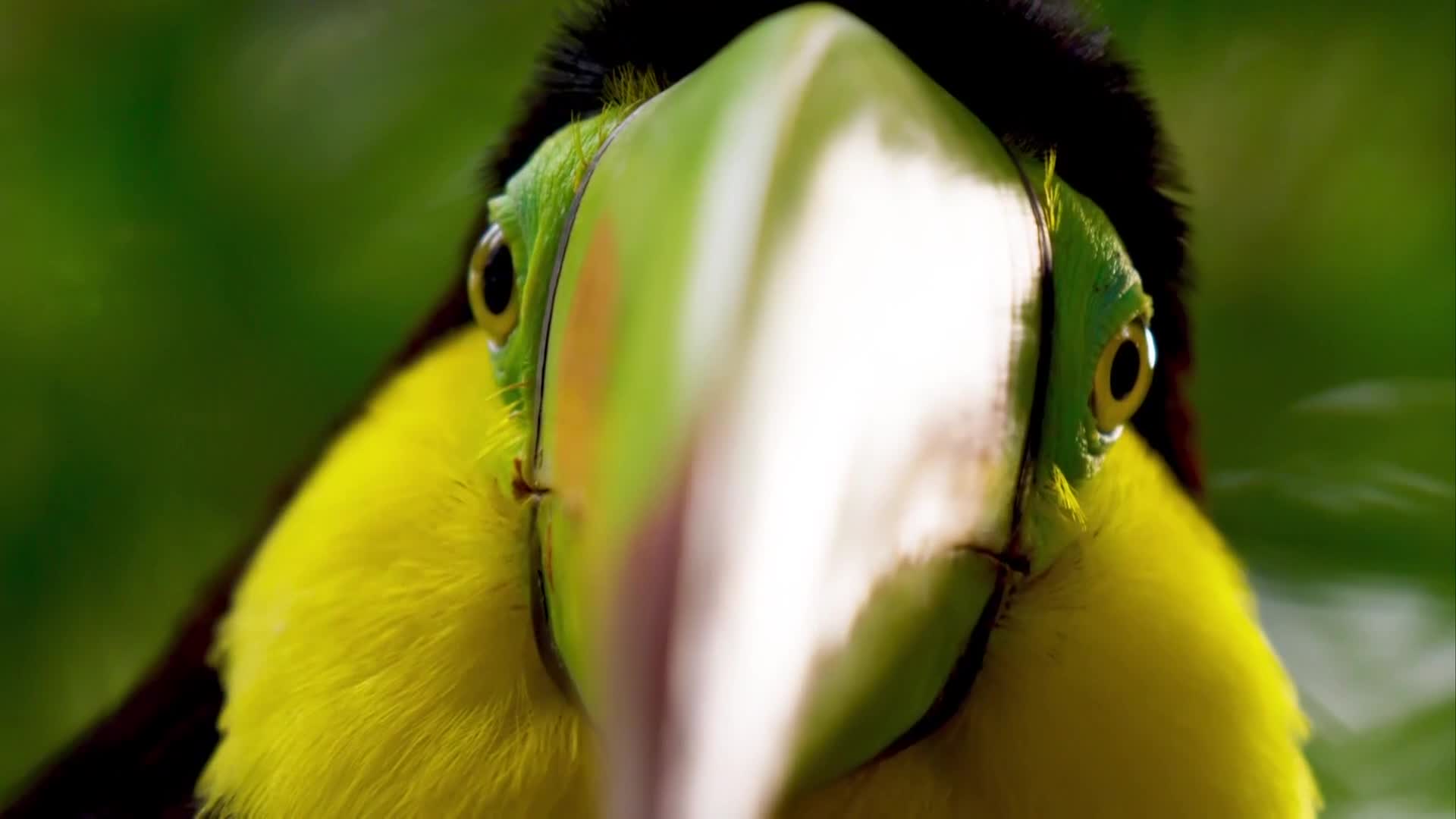 BBCEarth