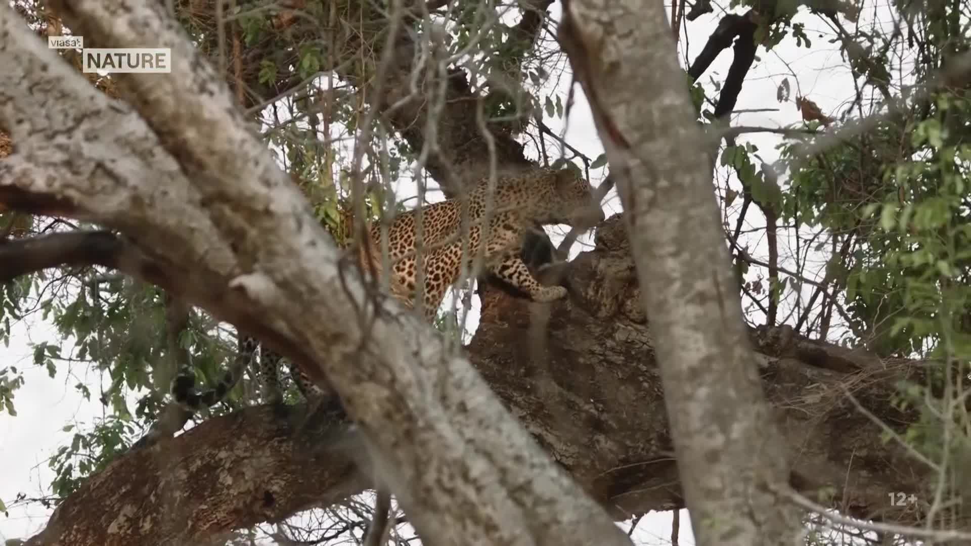 ViasatNature