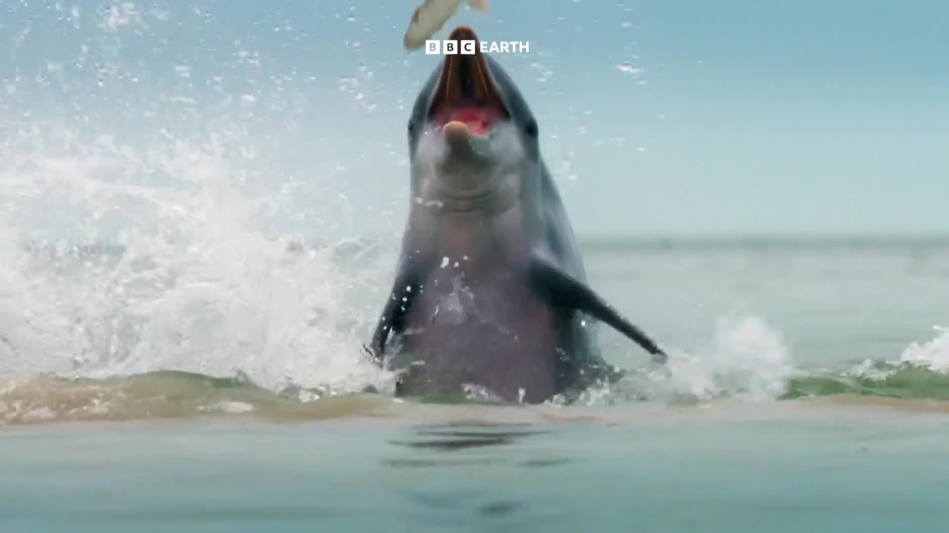 BBCEarth