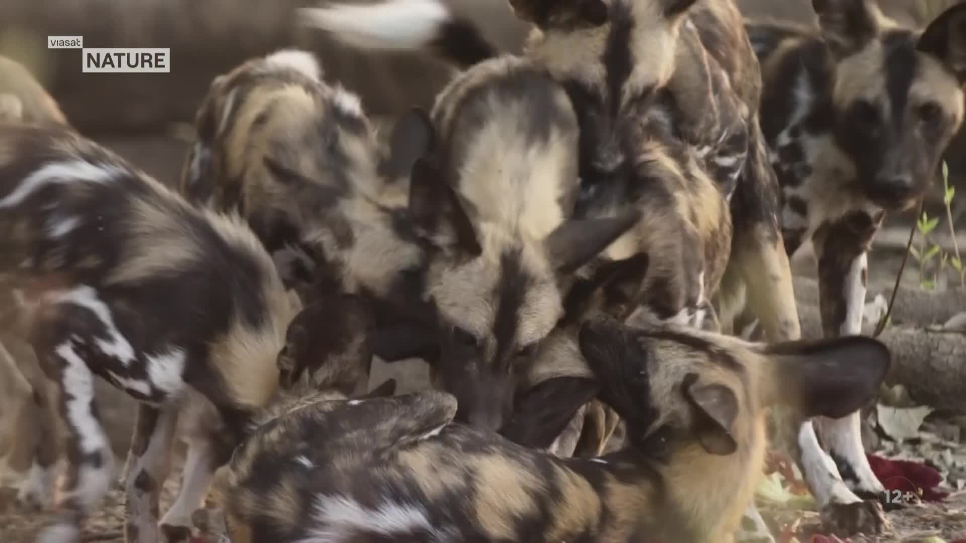 ViasatNature
