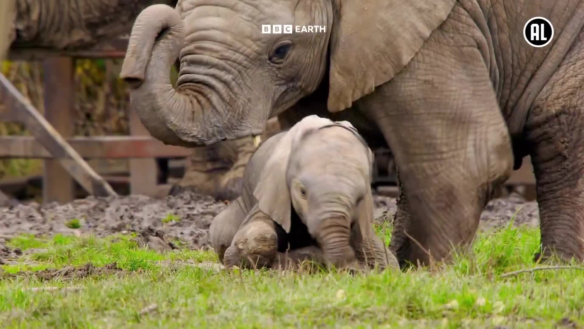 BBCEarth