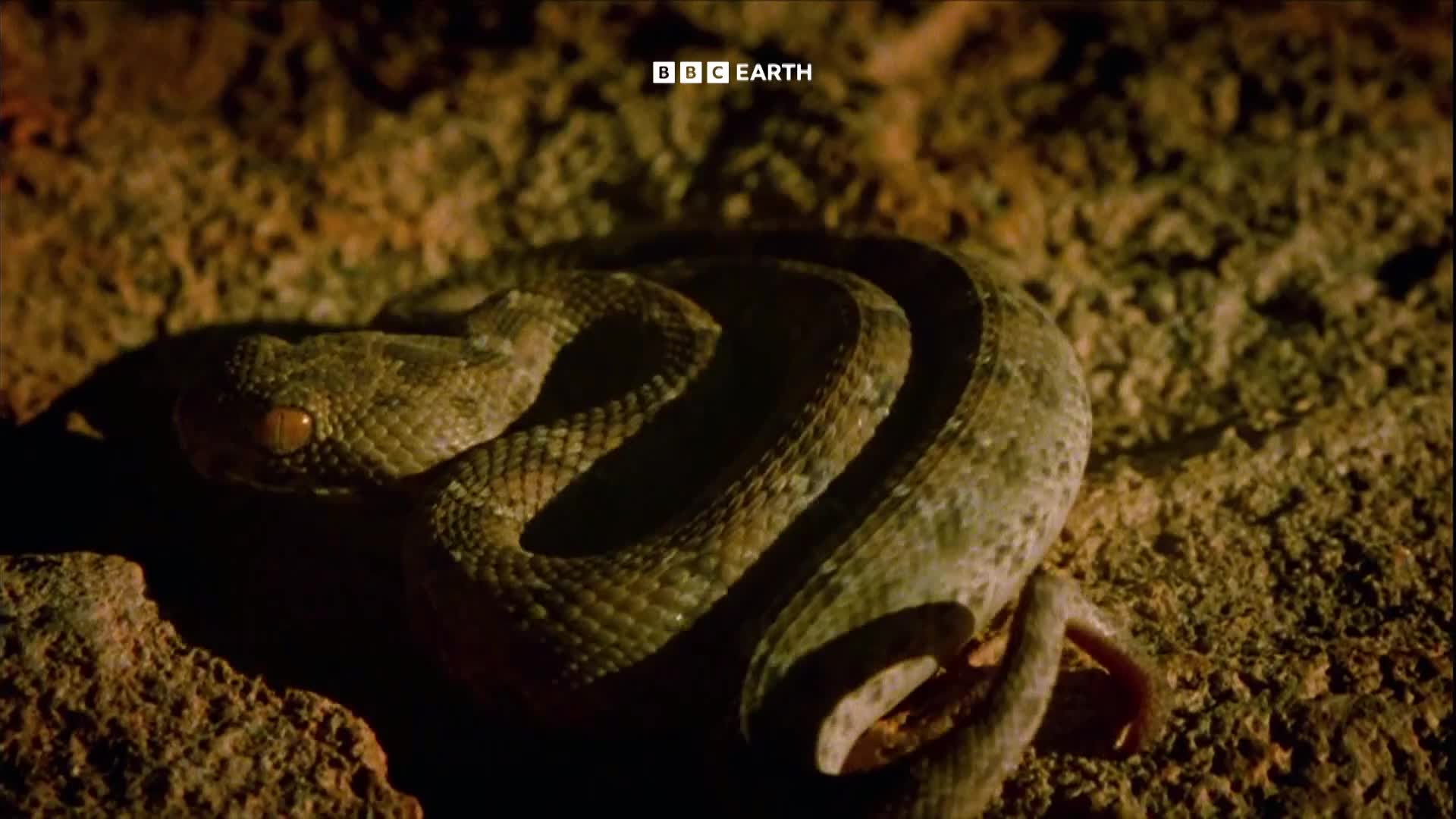 BBCEarth