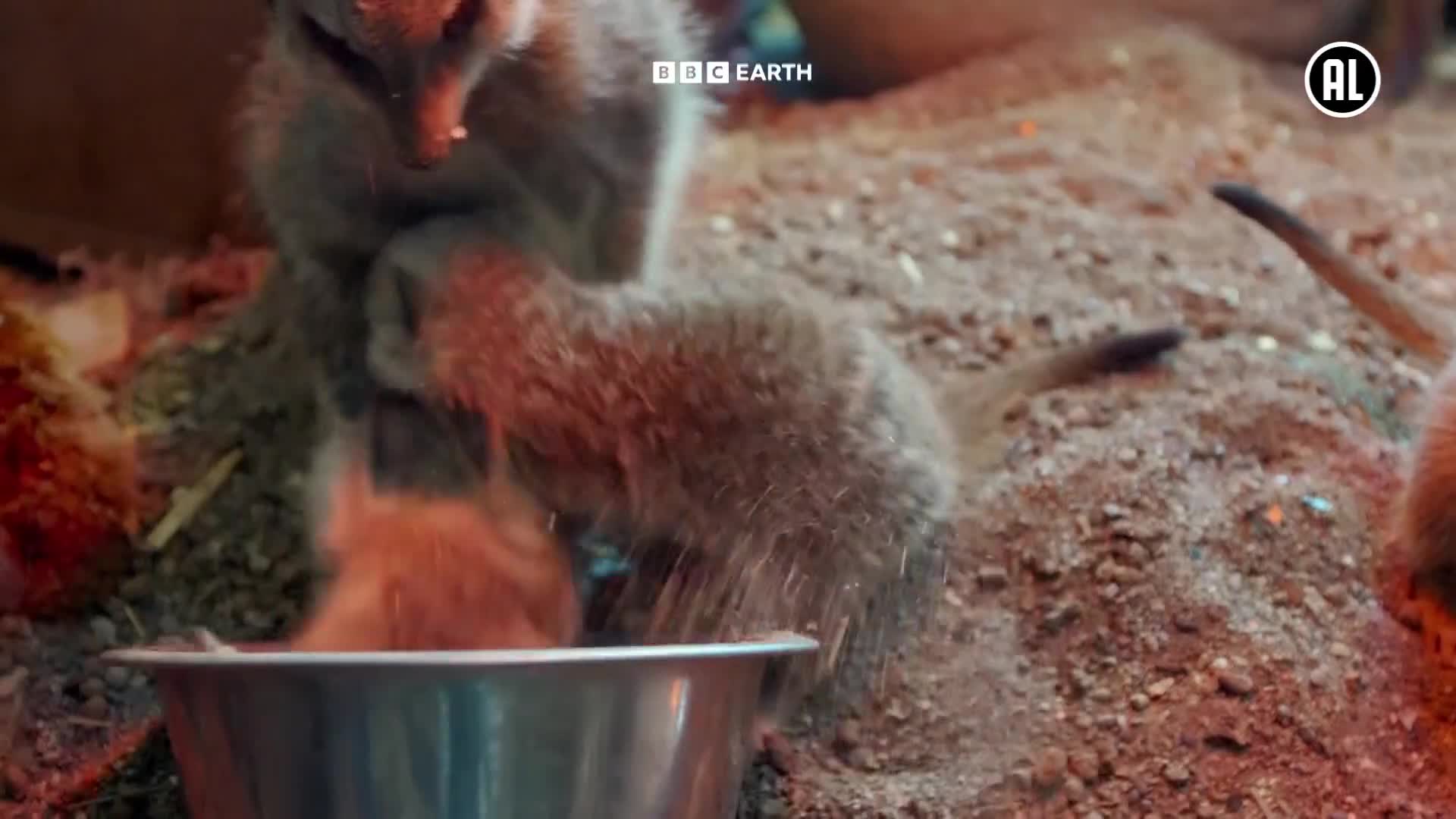 BBCEarth