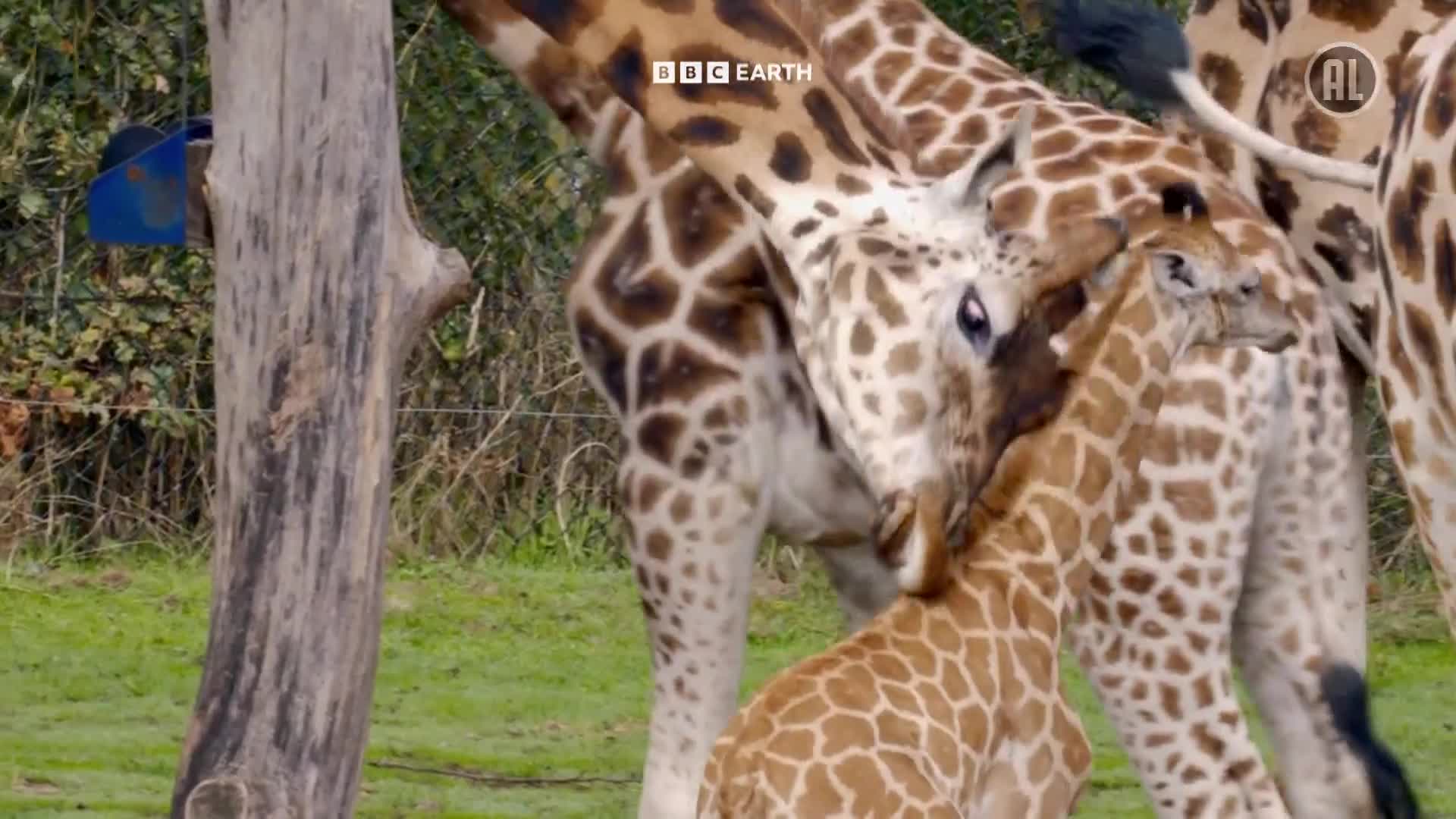 BBCEarth