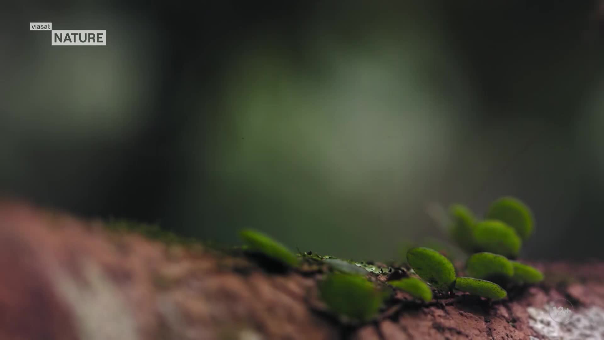 ViasatNature