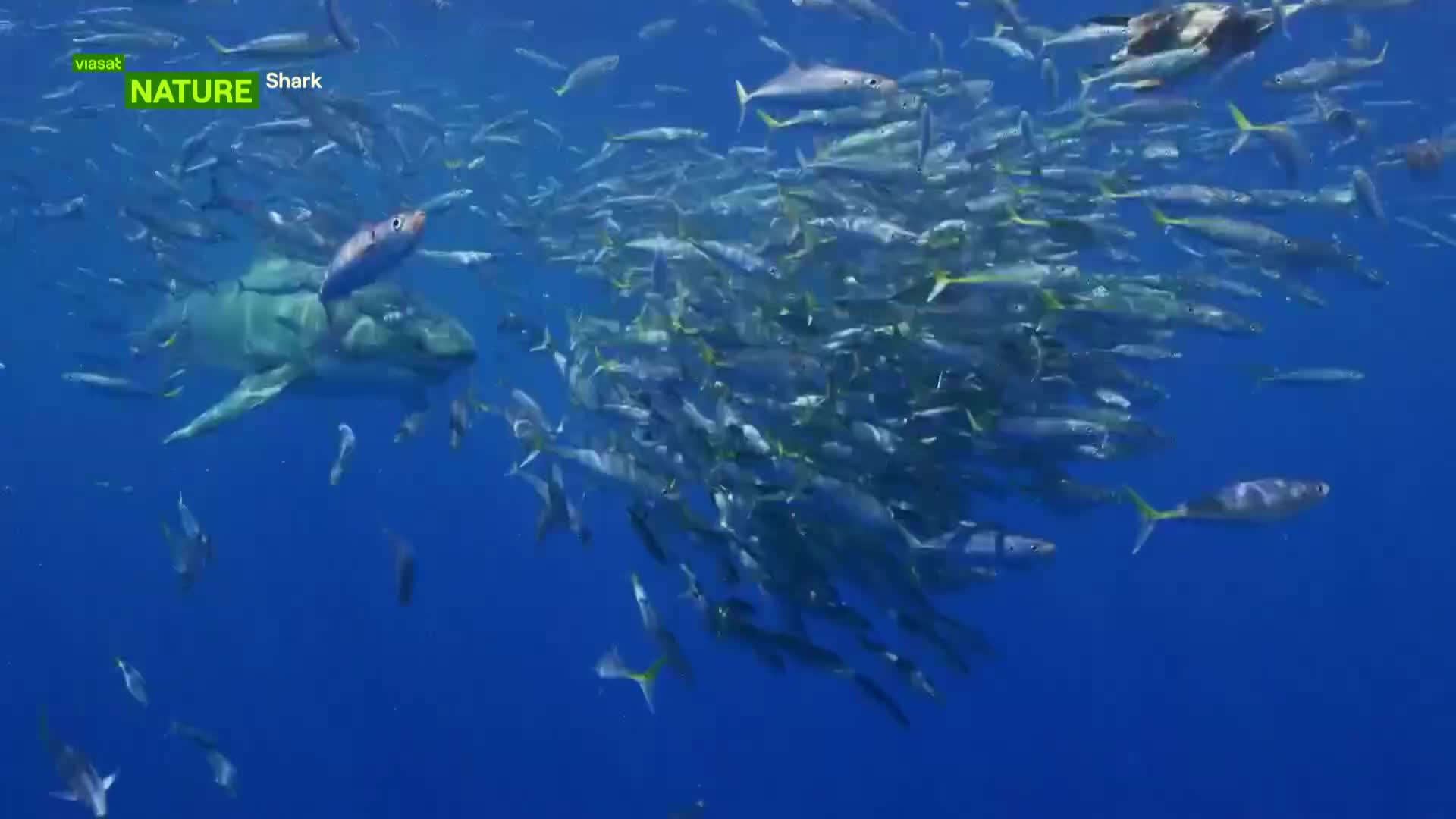 ViasatNature