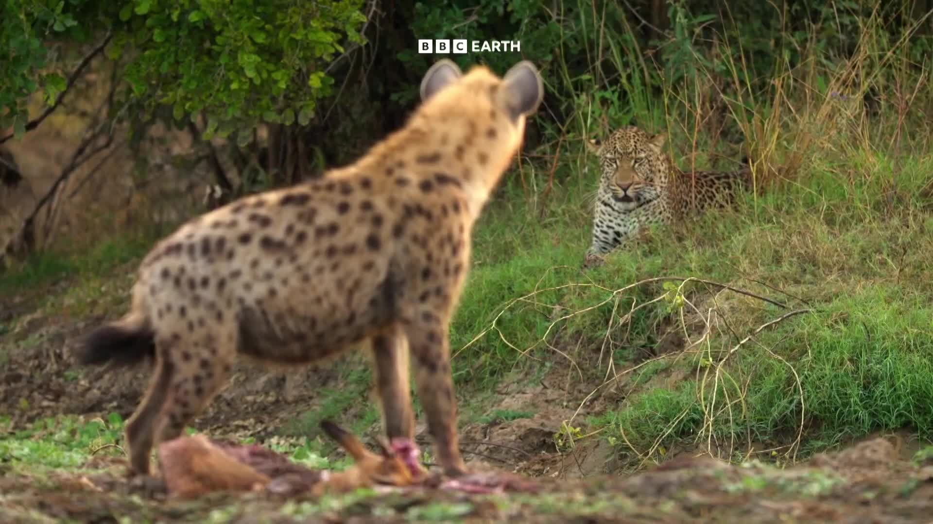 BBCEarth