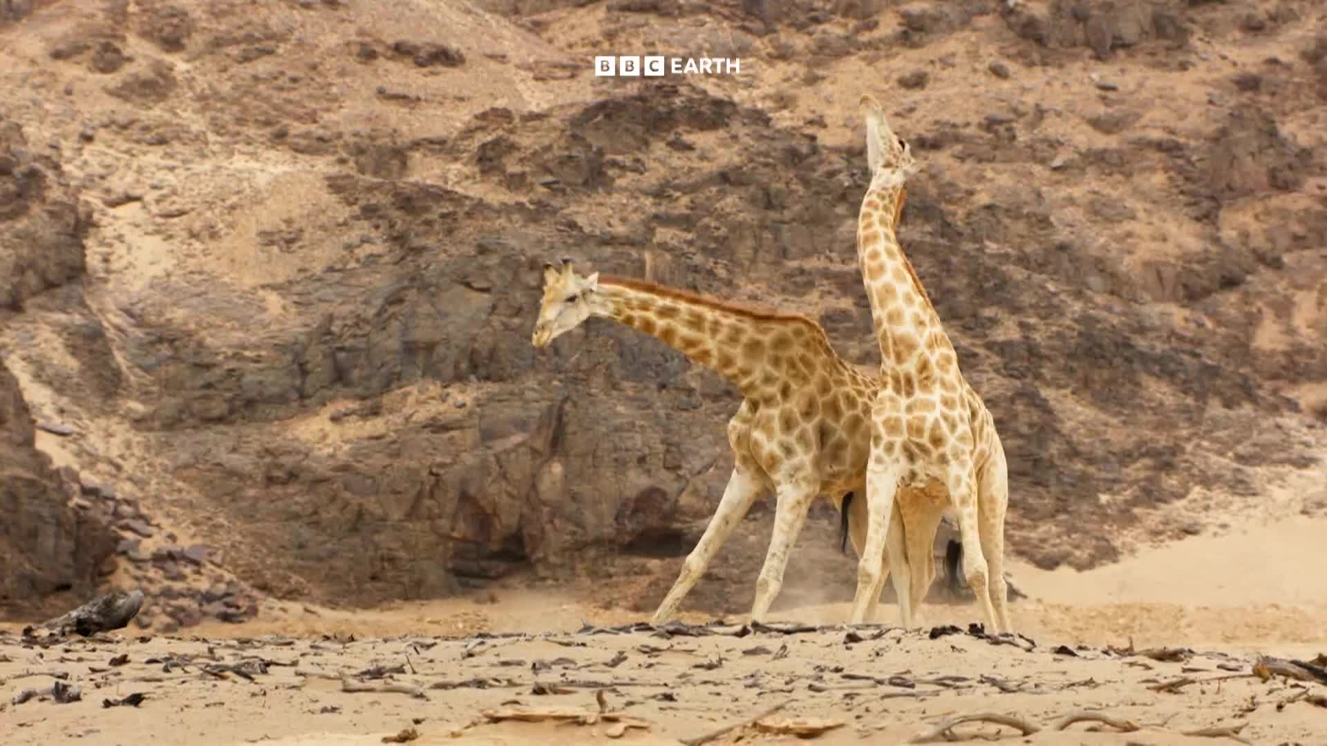 BBCEarth