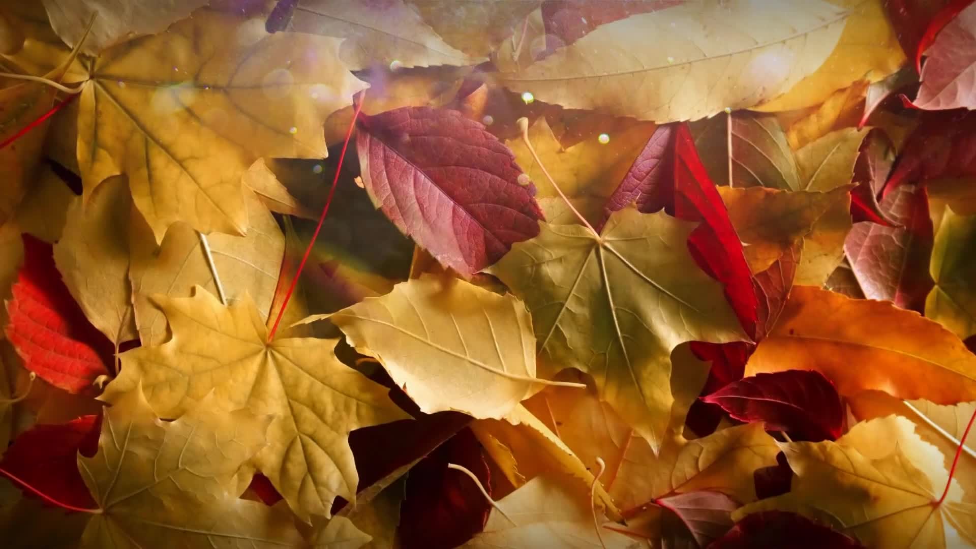 HNTV