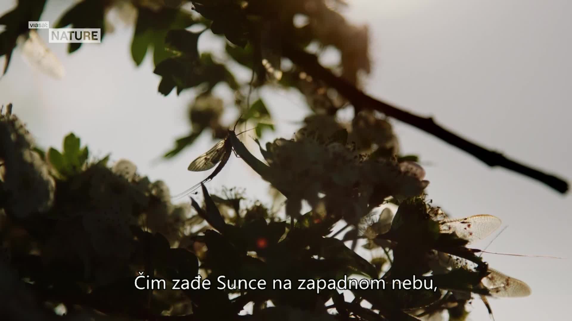 ViasatNature