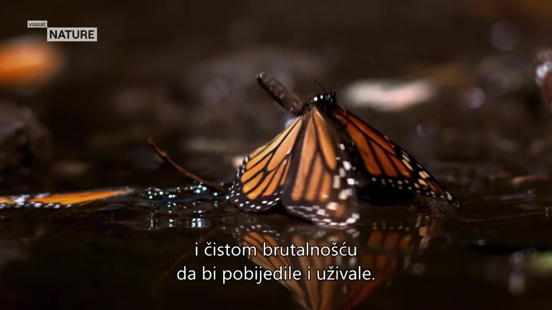 ViasatNature