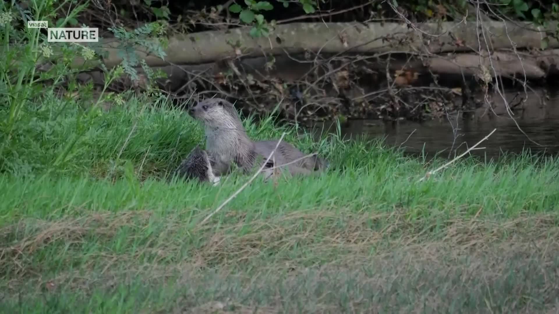 ViasatNature