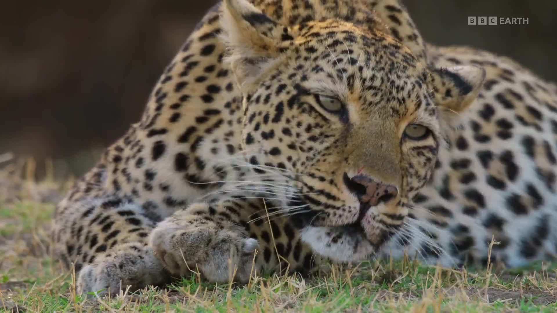 BBCEarth