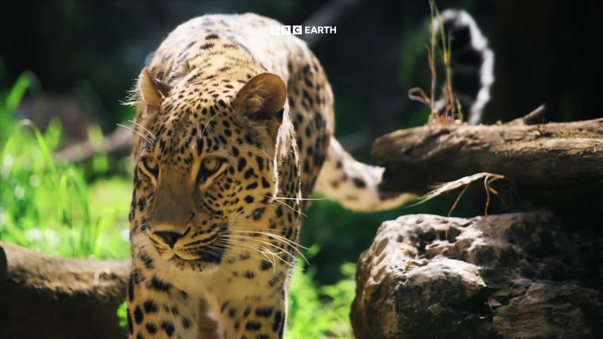 BBCEarth