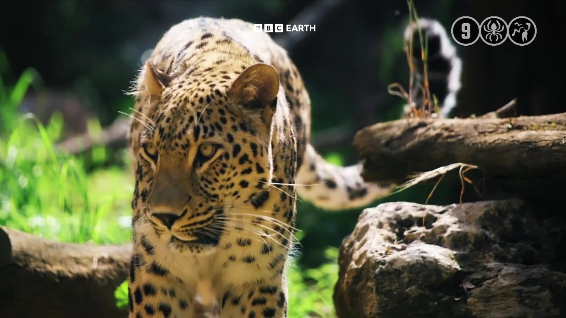 BBCEarth