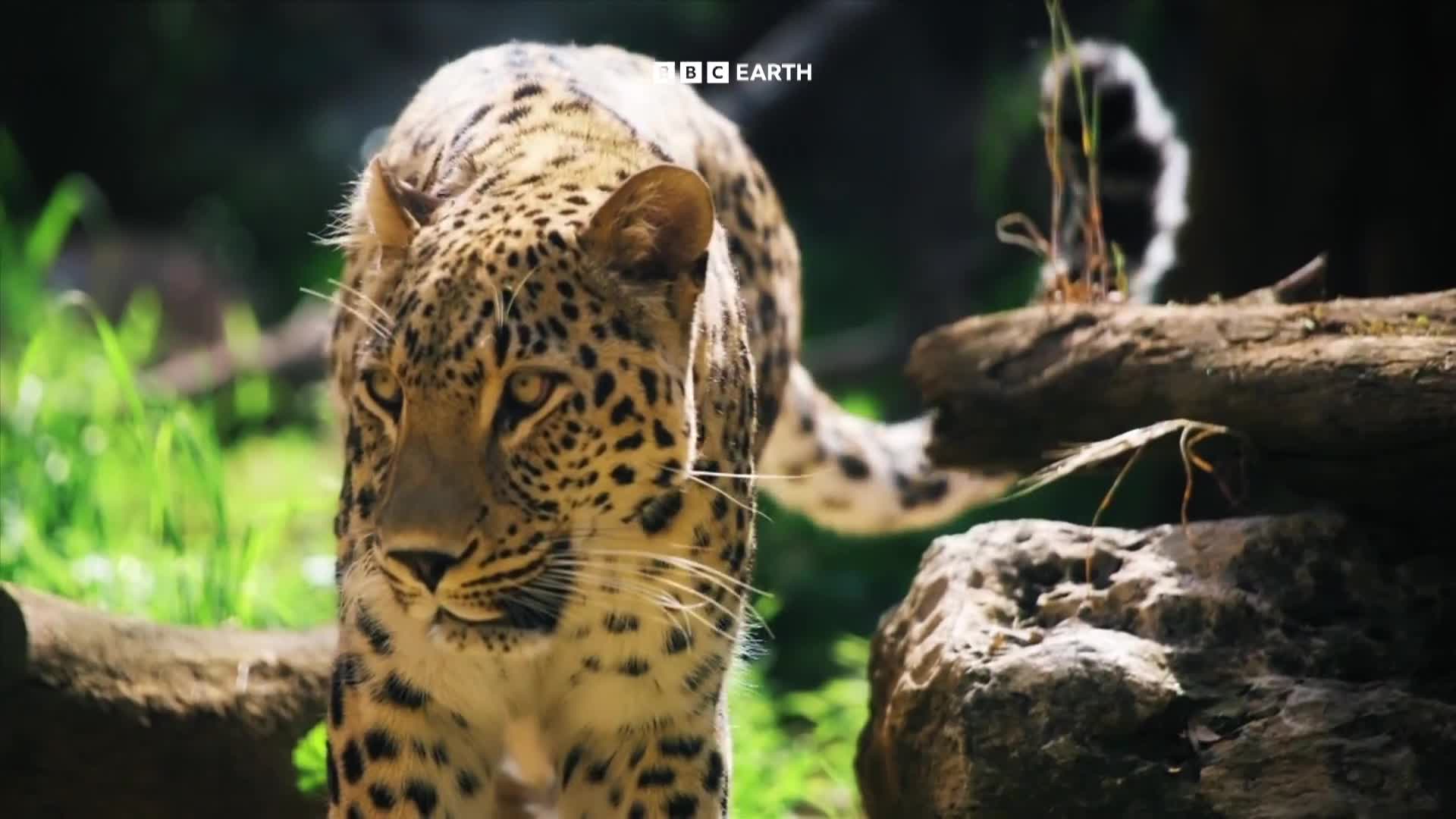 BBCEarth