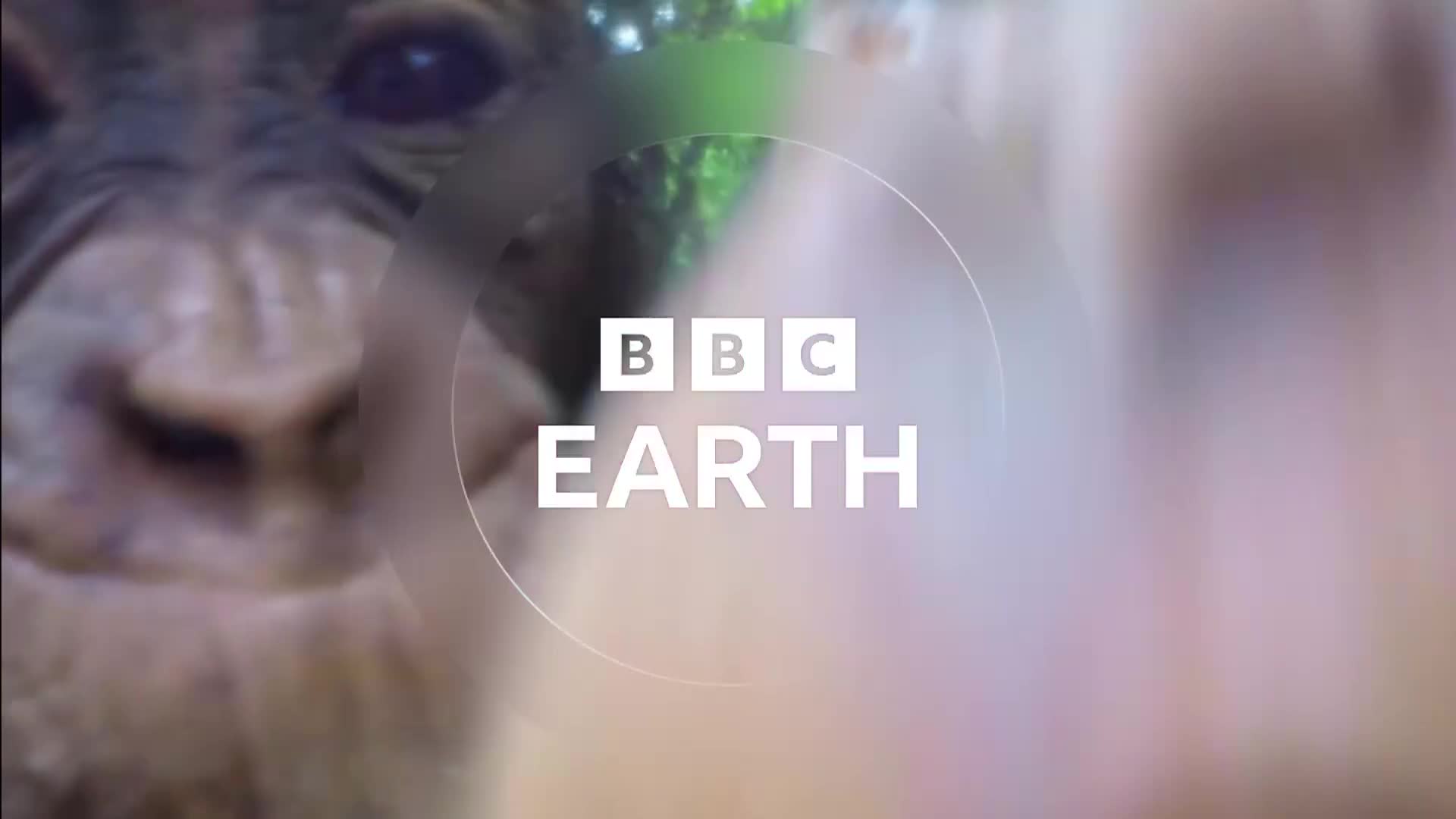 BBCEarth