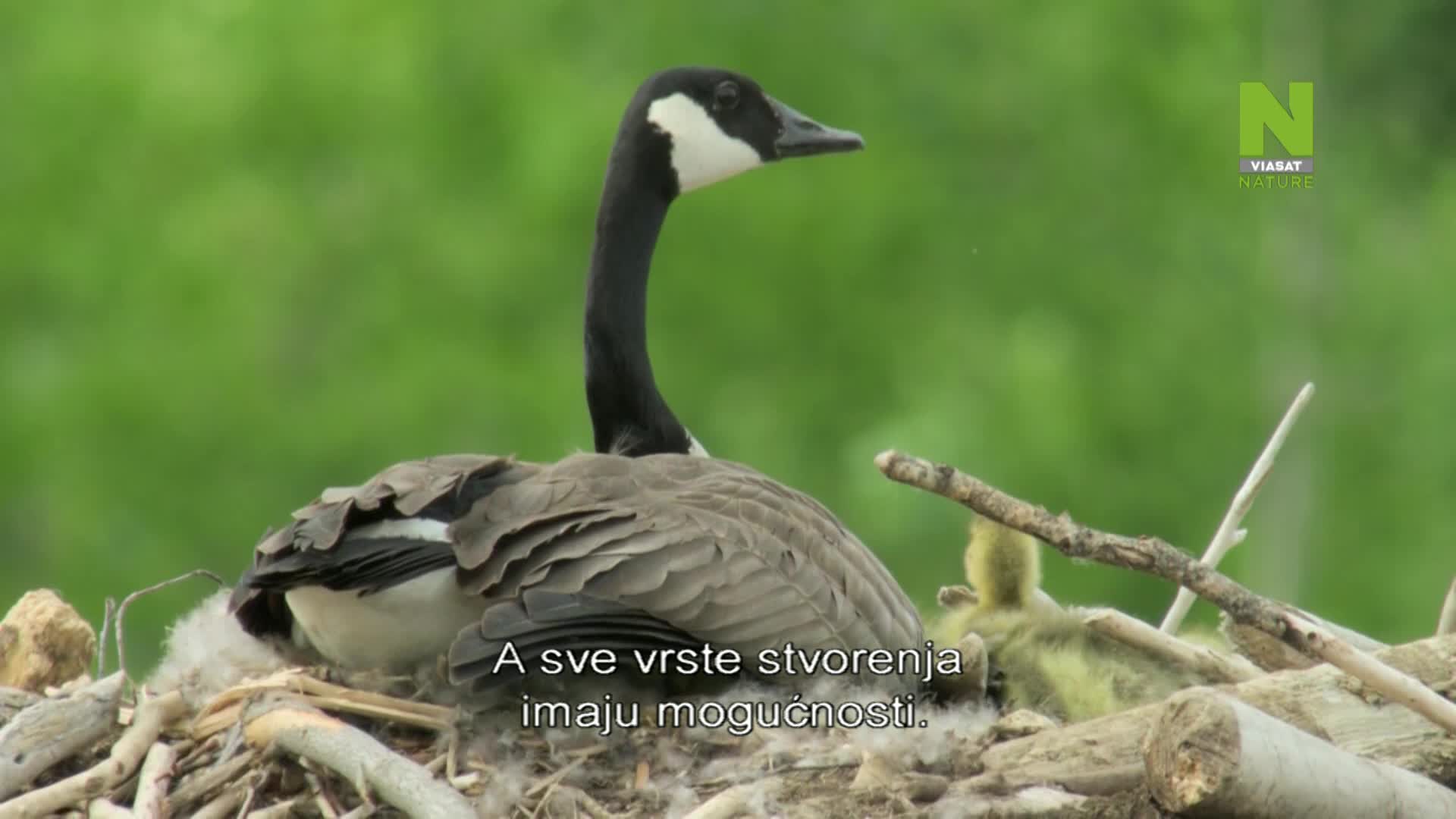ViasatNature